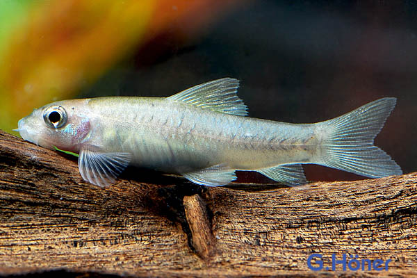 Картинка с форума