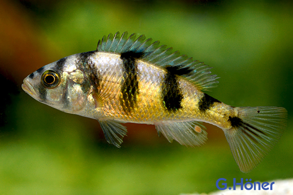 Haplochromis obliquidens zebra G. Höner Zierfischgroßhandel