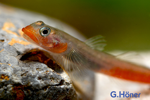 Lippenstiftgrundel G. Höner Zierfischgroßhandel