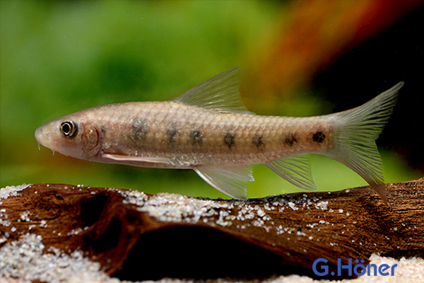 FleckenSaugbarbe G. Höner Zierfischgroßhandel