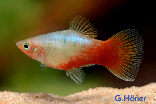 Platy_blau-rot
