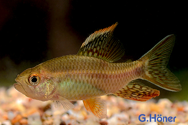 PrachtRaubsalmler G. Höner Zierfischgroßhandel